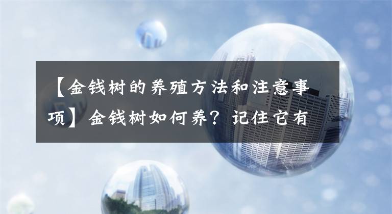 【金钱树的养殖方法和注意事项】金钱树如何养？记住它有“3怕”，叶子一串串，枝多叶多新芽多