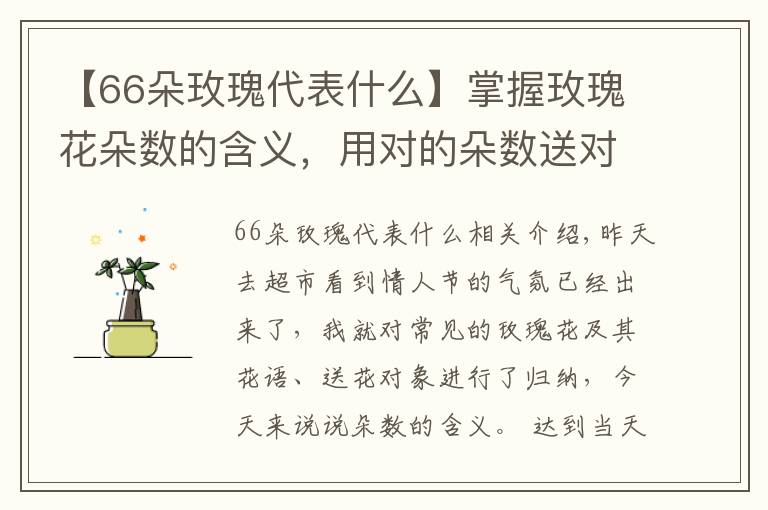 【66朵玫瑰代表什么】掌握玫瑰花朵数的含义，用对的朵数送对的人！