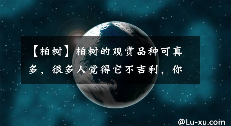 【柏树】柏树的观赏品种可真多，很多人觉得它不吉利，你也这样觉得吗？