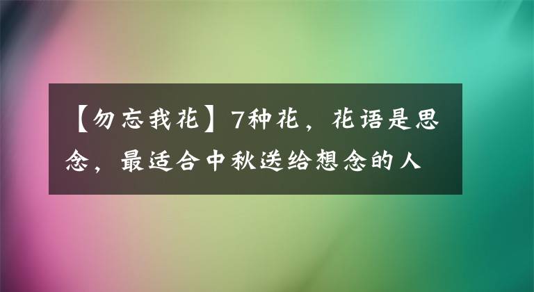 【勿忘我花】7种花，花语是思念，最适合中秋送给想念的人