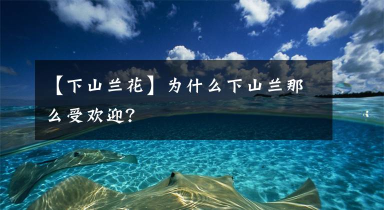 【下山兰花】为什么下山兰那么受欢迎？