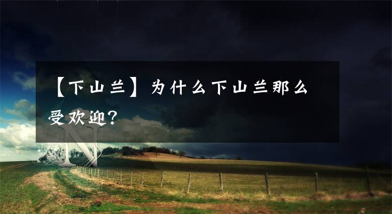 【下山兰】为什么下山兰那么受欢迎？