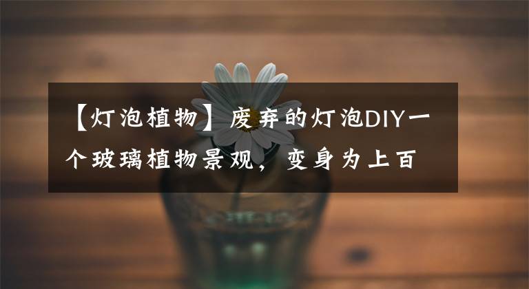 【灯泡植物】废弃的灯泡DIY一个玻璃植物景观，变身为上百元的盆景