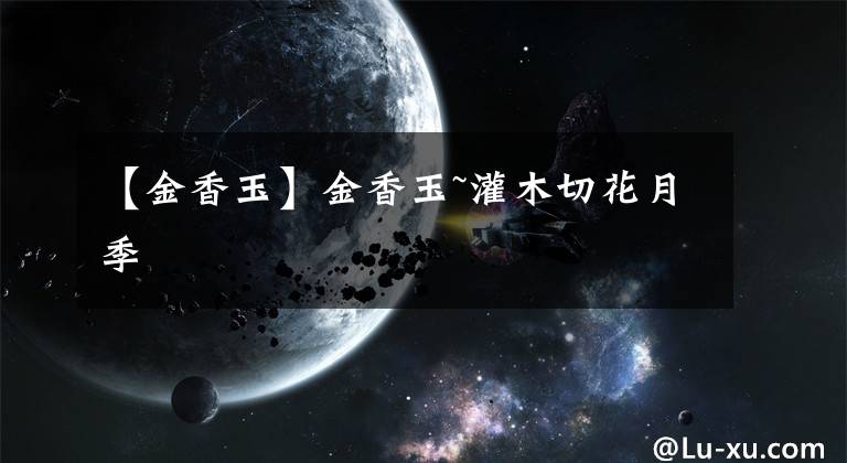 【金香玉】金香玉~灌木切花月季文章配图