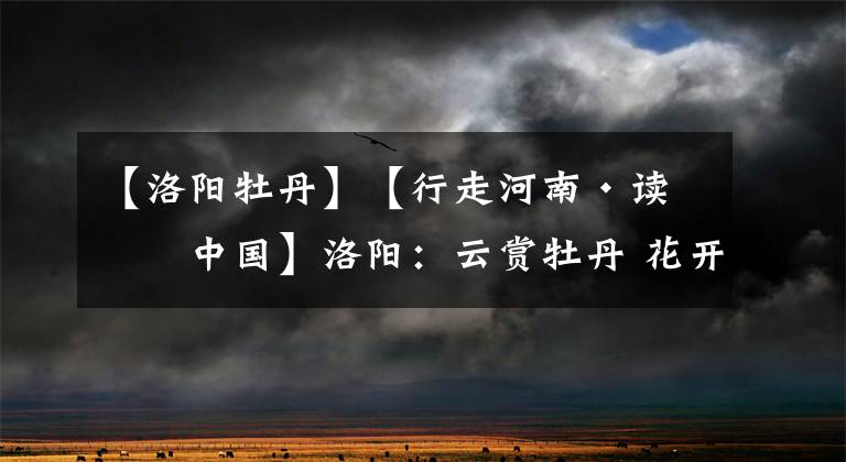 【洛阳牡丹】【行走河南·读懂中国】洛阳：云赏牡丹 花开满屏