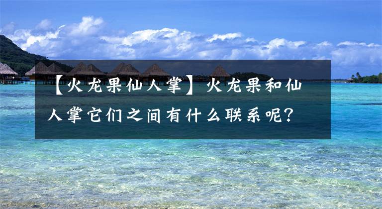 【火龙果仙人掌】火龙果和仙人掌它们之间有什么联系呢？