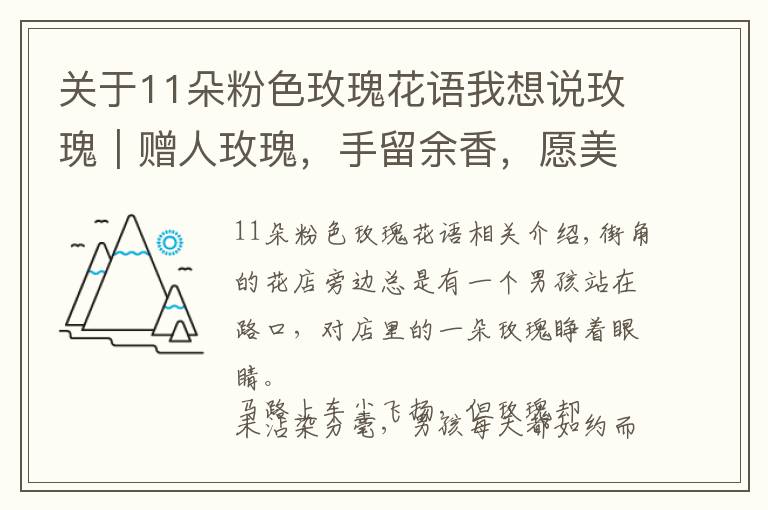 关于11朵粉色玫瑰花语我想说玫瑰｜赠人玫瑰，手留余香，愿美好总是平静和永恒的