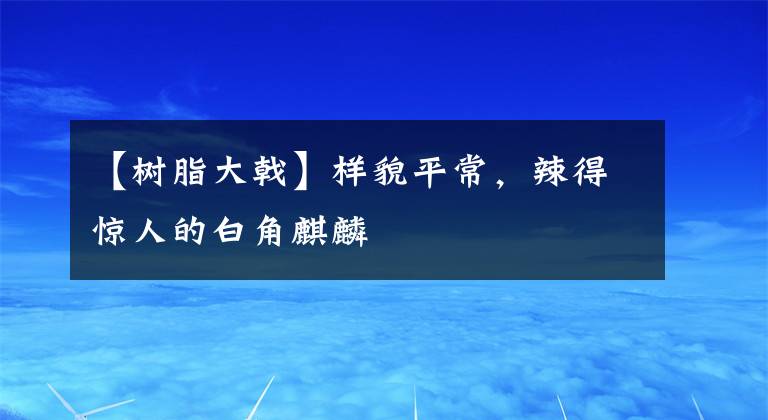 【树脂大戟】样貌平常，辣得惊人的白角麒麟