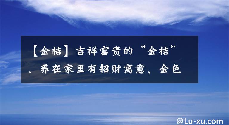 【金桔】吉祥富贵的“金桔”，养在家里有招财寓意，金色的果子喜气洋洋