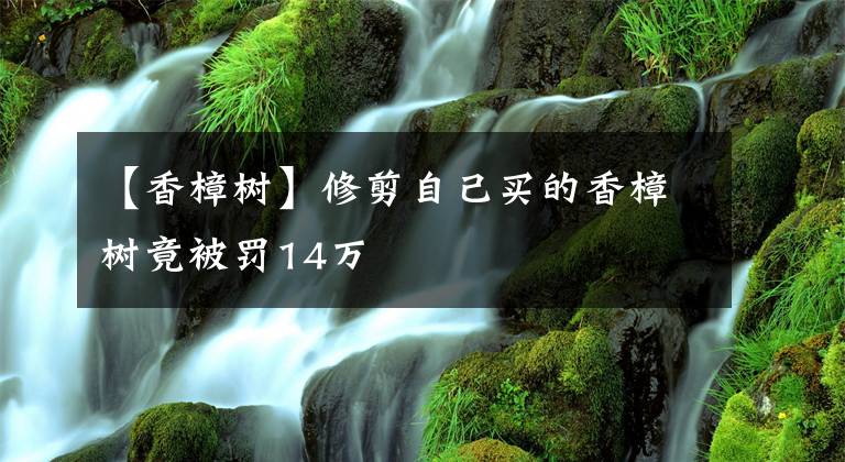 【香樟树】修剪自己买的香樟树竟被罚14万