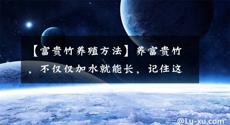 【富贵竹养殖方法】养富贵竹，不仅仅加水就能长，记住这“4水”，才能长势旺不黄叶