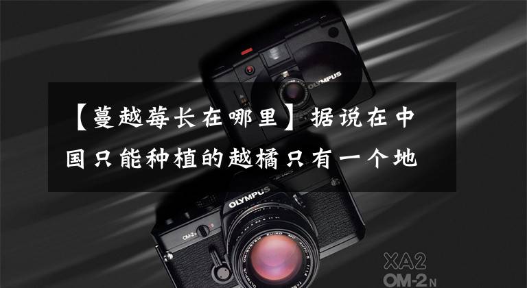 【蔓越莓长在哪里】据说在中国只能种植的越橘只有一个地方，想想怎么吃“越橘”文章配图