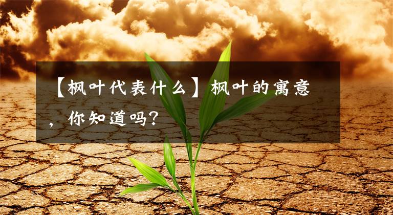 【枫叶代表什么】枫叶的寓意，你知道吗？