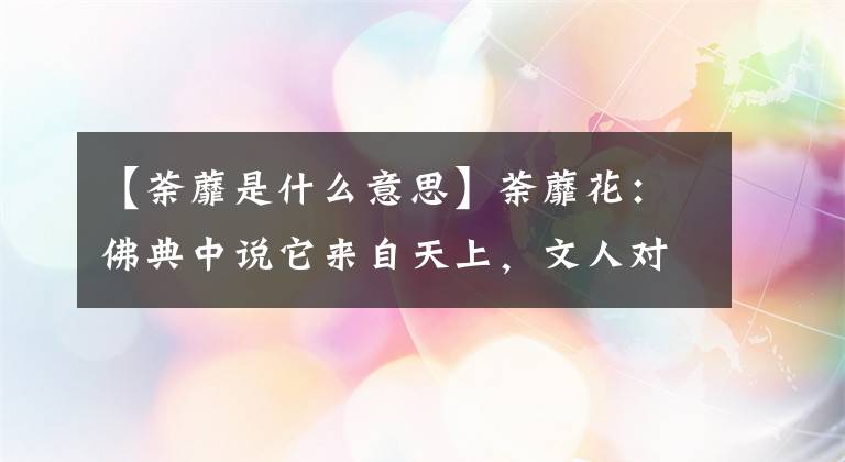 【荼蘼是什么意思】荼蘼花：佛典中说它来自天上，文人对它尤其偏爱 对此你怎么看