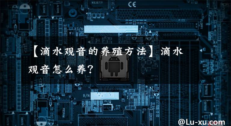 【滴水观音的养殖方法】滴水观音怎么养？