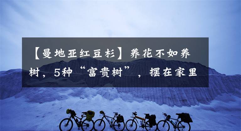 【曼地亚红豆杉】养花不如养树，5种“富贵树”，摆在家里招财又旺宅