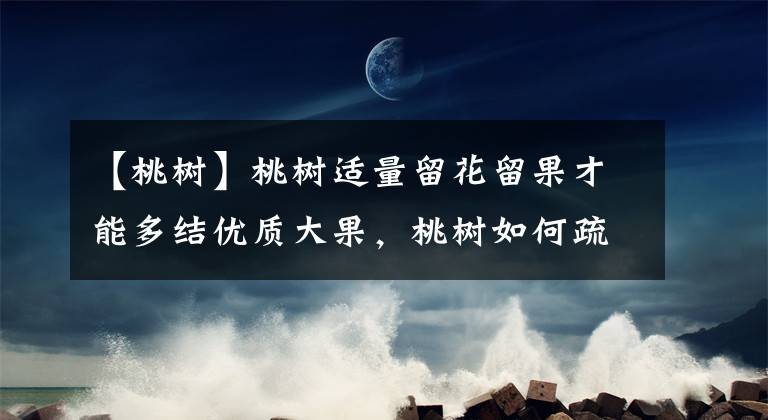 【桃树】桃树适量留花留果才能多结优质大果，桃树如何疏花疏果才合理？