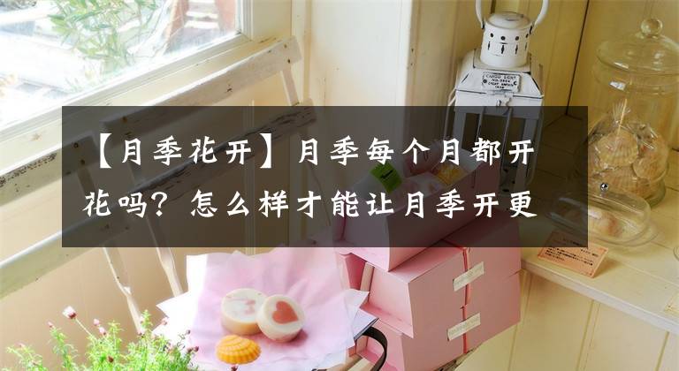 【月季花开】月季每个月都开花吗？怎么样才能让月季开更多的花？月季爆华教程文章配图