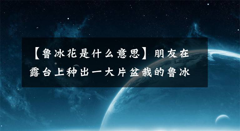 【鲁冰花是什么意思】朋友在露台上种出一大片盆栽的鲁冰花，花开时候太惊艳了