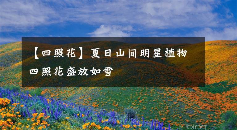 【四照花】夏日山间明星植物四照花盛放如雪