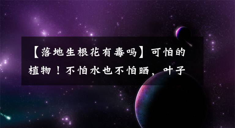 【落地生根花有毒吗】可怕的植物！不怕水也不怕晒，叶子落地就生根，一长就是一大片