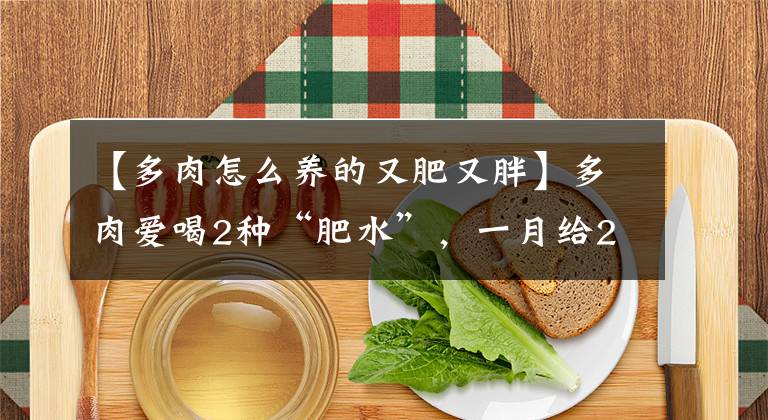 【多肉怎么养的又肥又胖】多肉爱喝2种“肥水”，一月给2次，叶子胖嘟嘟，养成“小胖墩”