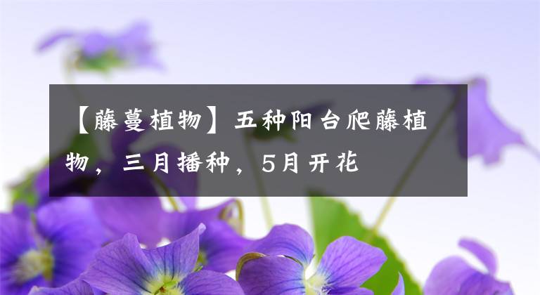 【藤蔓植物】五种阳台爬藤植物，三月播种，5月开花