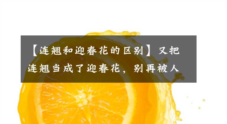 【连翘和迎春花的区别】又把连翘当成了迎春花，别再被人笑话了，看这里就分清了