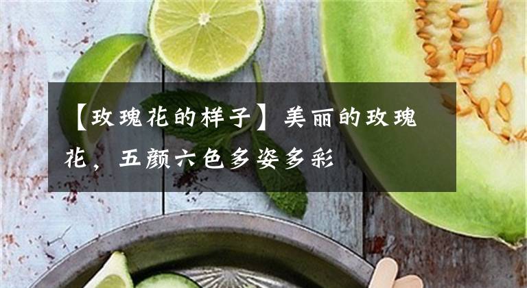 【玫瑰花的样子】美丽的玫瑰花，五颜六色多姿多彩