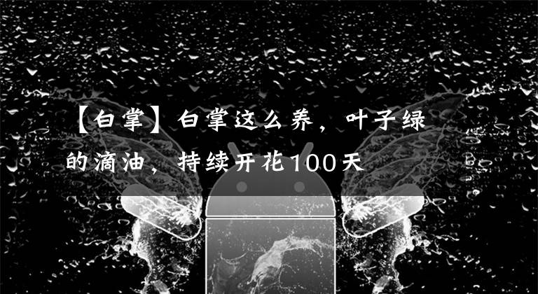 【白掌】白掌这么养，叶子绿的滴油，持续开花100天