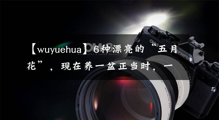 【wuyuehua】6种漂亮的“五月花”，现在养一盆正当时，一直开到秋天，美哉