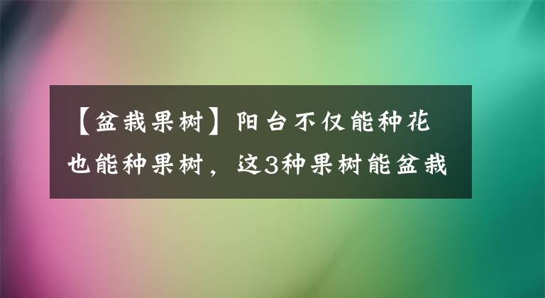 【盆栽果树】阳台不仅能种花也能种果树，这3种果树能盆栽，结果多，病虫害少