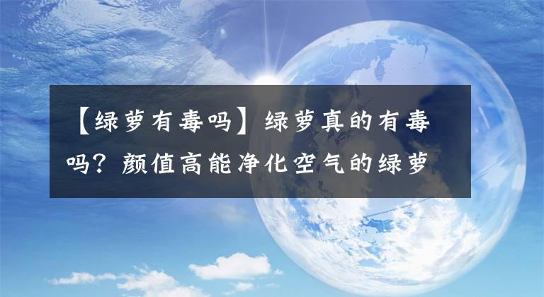 【绿萝有毒吗】绿萝真的有毒吗？颜值高能净化空气的绿萝，现在还适合养在家里吗