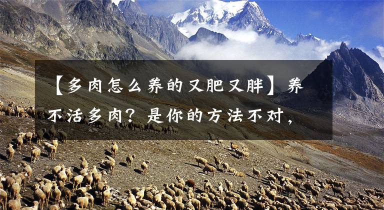 【多肉怎么养的又肥又胖】养不活多肉？是你的方法不对，记住“五不能”，让它胖乎乎状态美