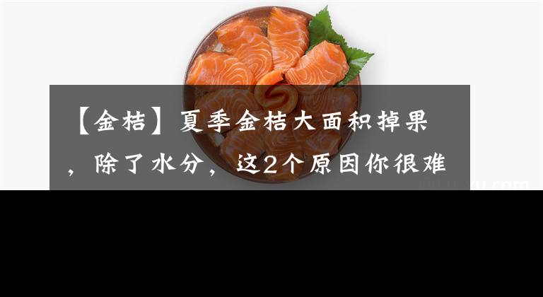 【金桔】夏季金桔大面积掉果，除了水分，这2个原因你很难想到，检查看看