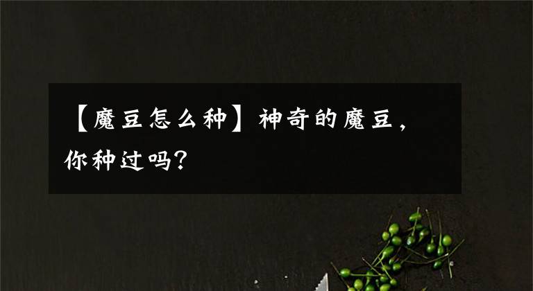 【魔豆怎么种】神奇的魔豆，你种过吗？