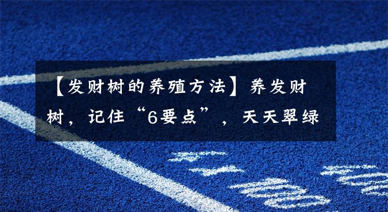 【发财树的养殖方法】养发财树，记住“6要点”，天天翠绿茂盛、芽点多长势好