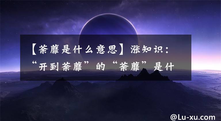 【荼蘼是什么意思】涨知识：“开到荼蘼”的“荼蘼”是什么东西？