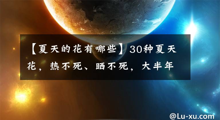 【夏天的花有哪些】30种夏天花，热不死、晒不死，大半年都开花，还没病虫害