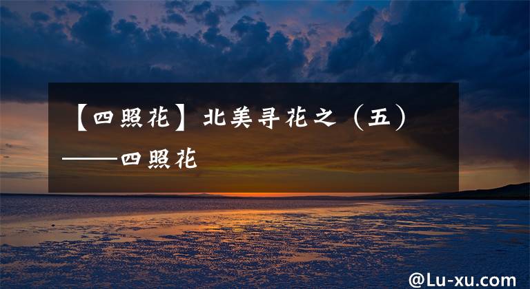 【四照花】北美寻花之（五）——四照花