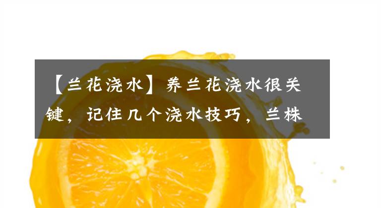 【兰花浇水】养兰花浇水很关键，记住几个浇水技巧，兰株不烂根不空根