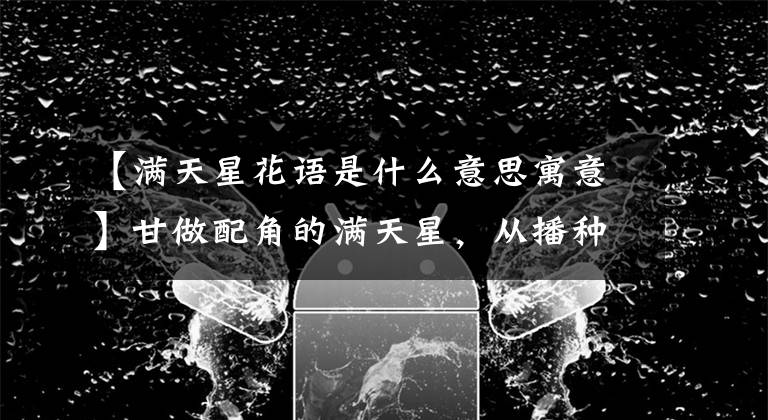 【满天星花语是什么意思寓意】甘做配角的满天星，从播种到爆盆原来这么简单！