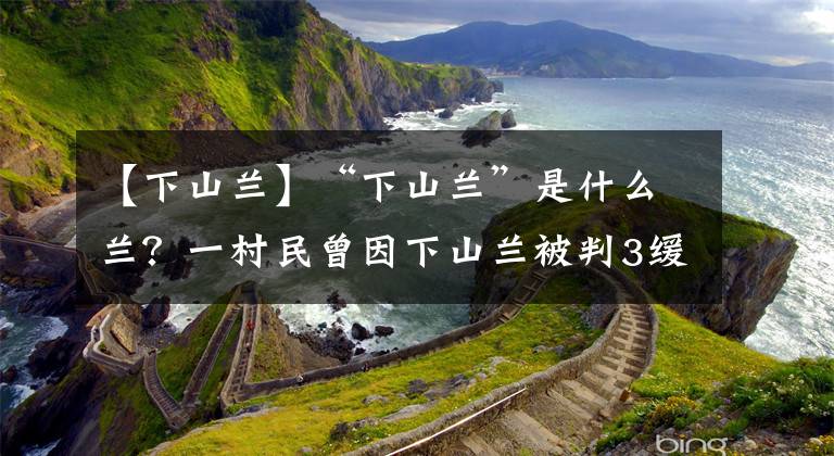 【下山兰】“下山兰”是什么兰？一村民曾因下山兰被判3缓3，为何还不住手