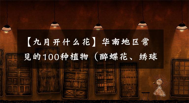 【九月开什么花】华南地区常见的100种植物（醉蝶花、绣球花）