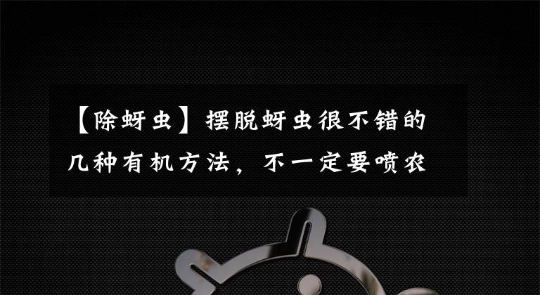 【除蚜虫】摆脱蚜虫很不错的几种有机方法，不一定要喷农药才有效