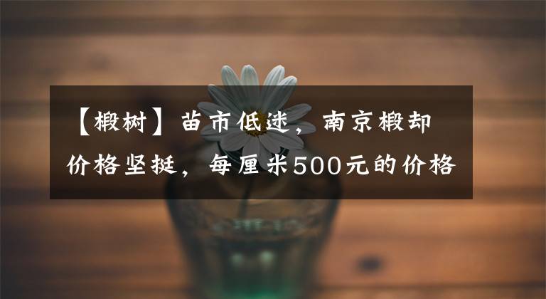【椴树】苗市低迷，南京椴却价格坚挺，每厘米500元的价格你能接受吗？