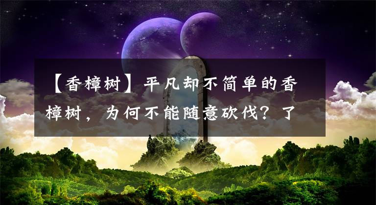 【香樟树】平凡却不简单的香樟树，为何不能随意砍伐？了解它的价值避免误伤