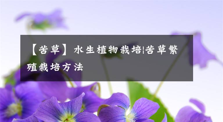【苦草】水生植物栽培|苦草繁殖栽培方法文章配图