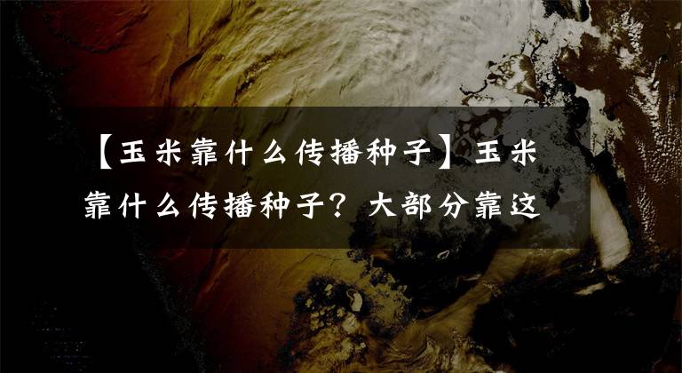 【玉米靠什么传播种子】玉米靠什么传播种子？大部分靠这4种方法