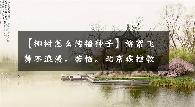 【柳树怎么传播种子】柳絮飞舞不浪漫。苦恼。北京疾控教你防御绝招。